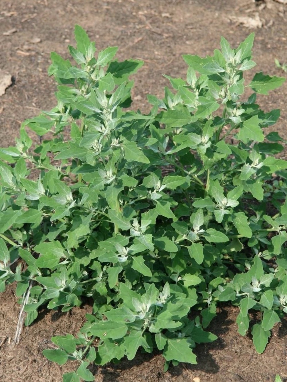 Canada only.   Lamb Quaters.  rich in vitamines (Chenopodium album). Eat cooked